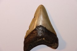 dent de requin: CARCHARODON MEGALODON