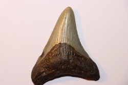 dent de requin: CARCHARODON MEGALODON
