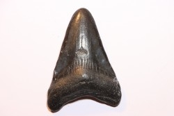 shark teeth: CARCHARODON MEGALODON