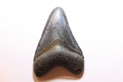 shark teeth: CARCHARODON MEGALODON