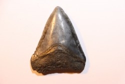 shark teeth: CARCHARODON MEGALODON