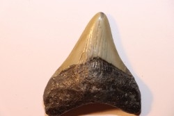 shark teeth: CARCHARODON MEGALODON