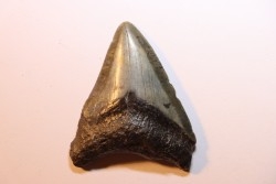 dent de requin: CARCHARODON MEGALODON