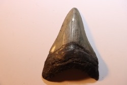 shark teeth: CARCHARODON MEGALODON
