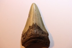 shark teeth: CARCHARODON MEGALODON