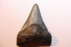 dent de requin: CARCHARODON MEGALODON