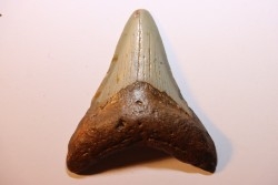 dent de requin: CARCHARODON MEGALODON