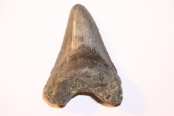 shark teeth: CARCHARODON MEGALODON