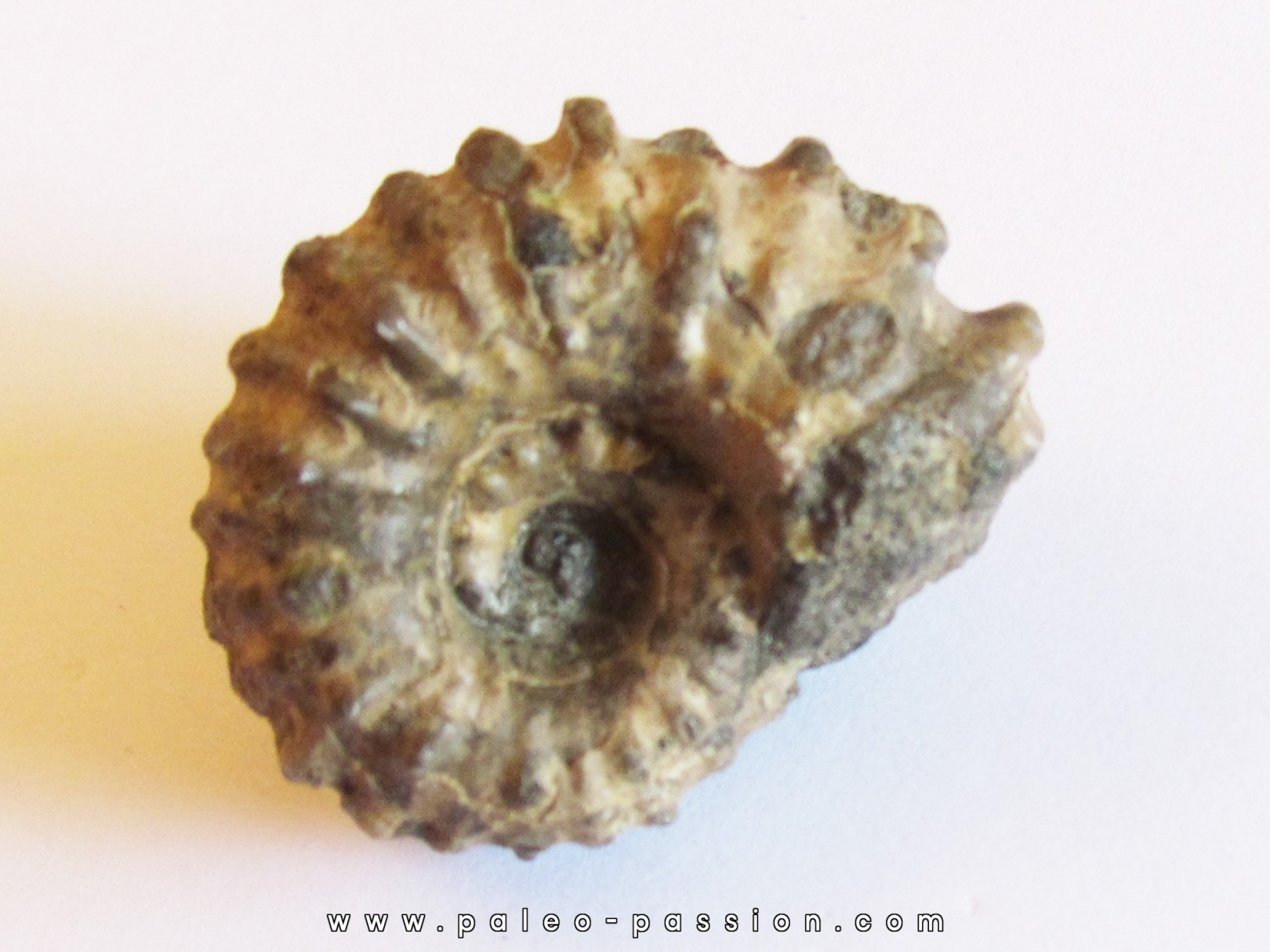 DOUVILLEICERAS MAMMILATUM de Canjuers (8)