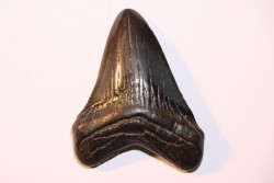 shark teeth: CARCHARODON MEGALODON