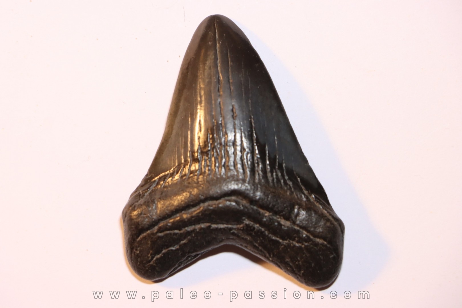 dent de requin CARCHARODON MEGALODON