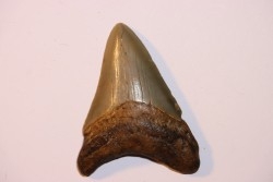 dent de requin: CARCHARODON MEGALODON