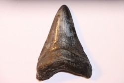 dent de requin: CARCHARODON MEGALODON