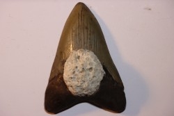 dent de requin: CARCHARODON MEGALODON