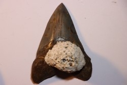 10.3 cm !!! - dent de requin: CARCHARODON MEGALODON