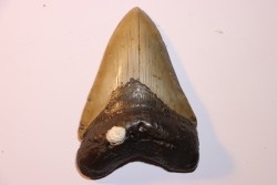 shark teeth: CARCHARODON MEGALODON