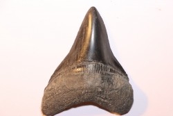 12.1 cm!!! - dent de requin: CARCHARODON MEGALODON