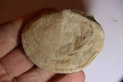 DERBYA CYMBULA  - lower permian - Cowley county, Kansas, USA