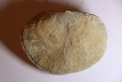 DERBYA CYMBULA  - lower permien - Cowley county, Kansas, USA