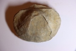 DERBYA CYMBULA  - lower permien - Cowley county, Kansas, USA