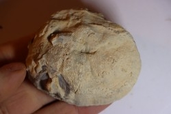 DERBYA CYMBULA  - lower permian - Cowley county, Kansas, USA