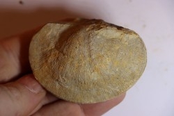 DERBYA CYMBULA  - lower permian - Cowley county, Kansas, USA