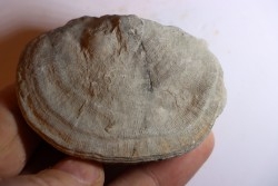 DERBYA CYMBULA  - lower permien - Cowley county, Kansas, USA