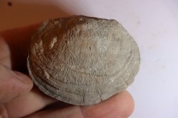 DERBYA CYMBULA  - lower permian - Cowley county, Kansas, USA