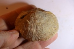 DERBYA CYMBULA  - lower permien - Cowley county, Kansas, USA