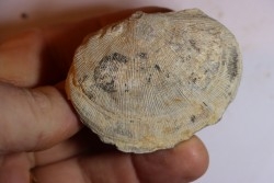 DERBYA CYMBULA  - lower permien - Cowley county, Kansas, USA