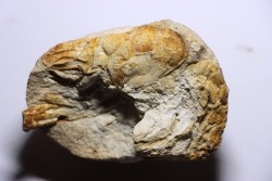 Glyphea regleyana - oxfordien - Haute Saône, FRANCE