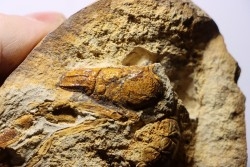 Glyphea regleyana - oxfordien - Haute Saône, FRANCE