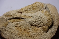 Glyphea regleyana - oxfordien - Haute Saône, FRANCE