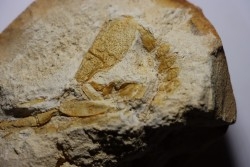 Glyphea muensteri  - oxfordien - Haute Saône, FRANCE