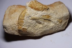 Glyphea muensteri  - oxfordien - Haute Saône, FRANCE