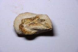 Glyphea muensteri - oxfordien - Haute Saône, FRANCE