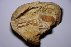 Glyphea muensteri  - oxfordien - Haute Saône, FRANCE