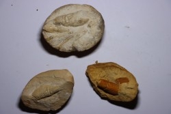 lot de 3 nodules à Glyphea - oxfordien - Haute Saône, FRANCE