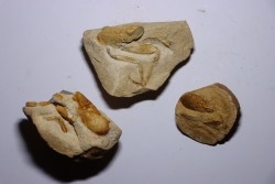 collection de 3 nodules à Glyphea - oxfordien - Haute Saône, FRANCE
