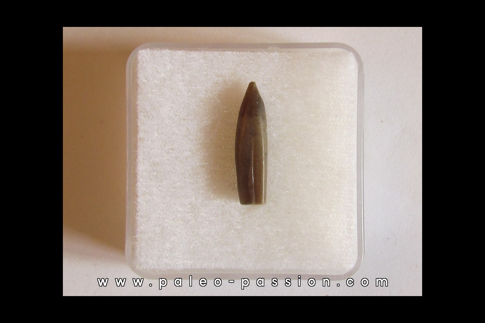 bélemnite PSEUDODUVALIA POLYGONALIS (2) bélemnite PSEUDODUVALIA POLYGONALIS (2)