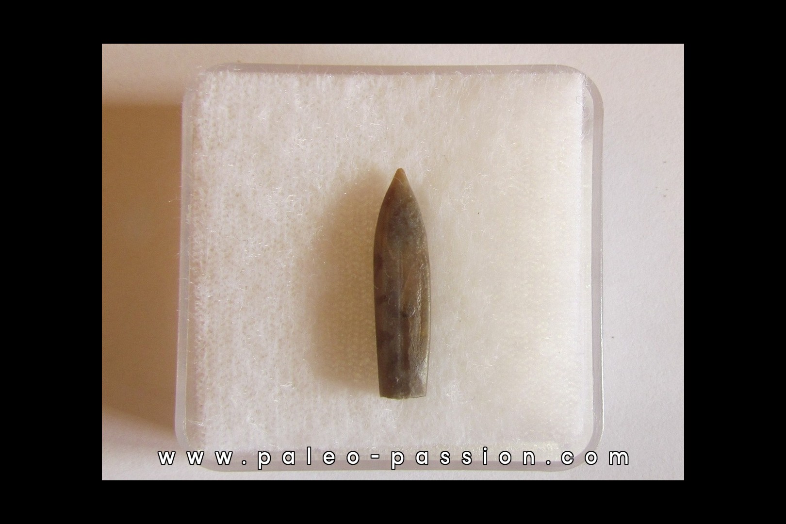bélemnite PSEUDODUVALIA POLYGONALIS (3)