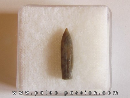 bélemnite PSEUDODUVALIA POLYGONALIS (3)