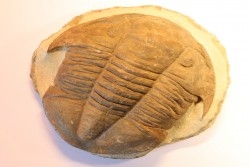 Platypeltoides carmenae - ordovicien - Guelmin , Maroc