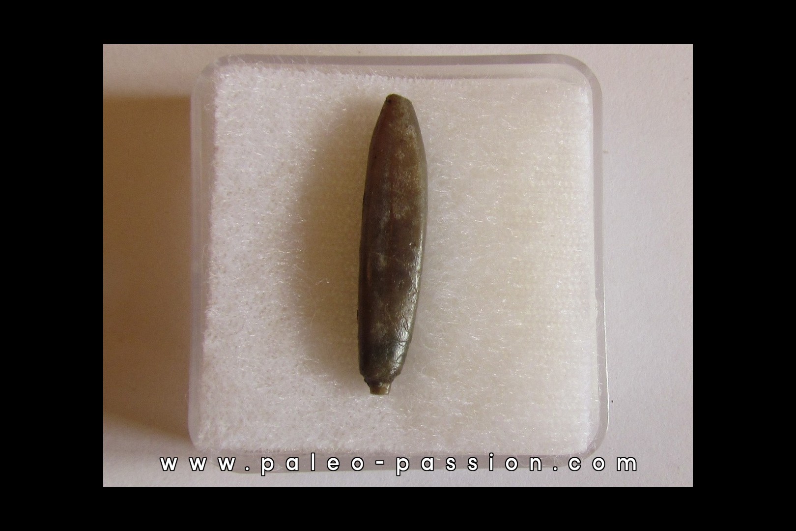 bélemnite PSEUDODUVALIA POLYGONALIS (5)
