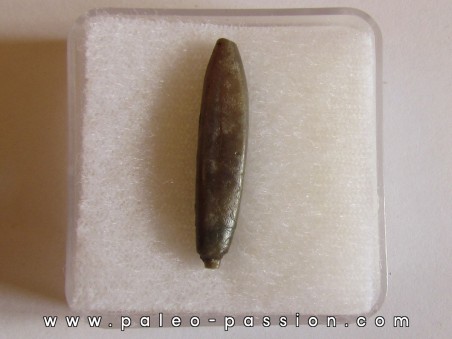 belemnite DUVALIA DILATATA (5)