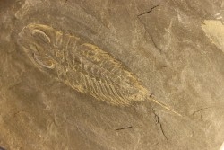Eodalmanitina destombesi - lower ordovician - Llandeilo séries - Valongo - PORTUGAL