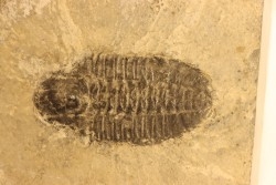 KOOKINA sp. - Cambrian - Pierson cove Fmt  Drum Mts, Utah - USA