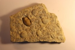 Thaleops mobidicki - Bromide Fmt - Ordovician  - Carter county - Oklahoma - USA