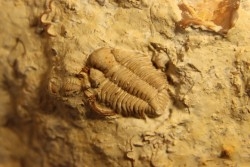 Frencrinuroides capitonis - Ordovician - Bromides fmt - Carter County, OKLAHOMA - USA