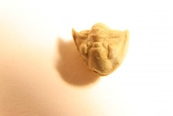 Delaria antigua ----- Permian ----- Camp Creek Shale - Moran county, Texas, USA